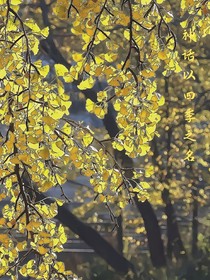 神话：以四季之名