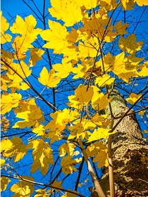 梧桐叶落时遇见你