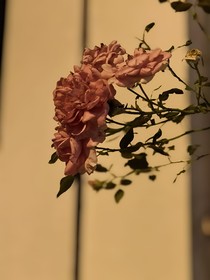 夜游者