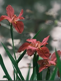 鸢尾花（短篇）