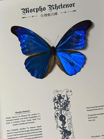 酸涩的butterfly