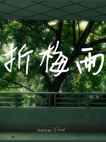折梅雨