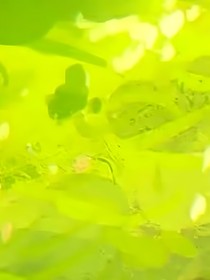 三禾
